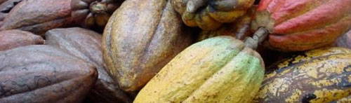 cacao