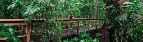 jungle